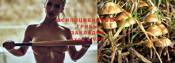индика Вяземский